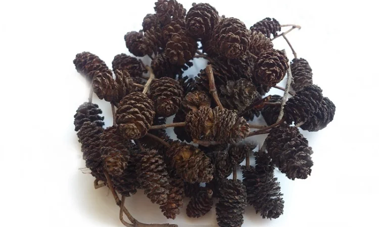 Ольха черная (соплодия) 1 кг - фото № 1