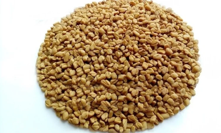 Пажитник сенной (Шамбала) семена 1 кг - фото № 1