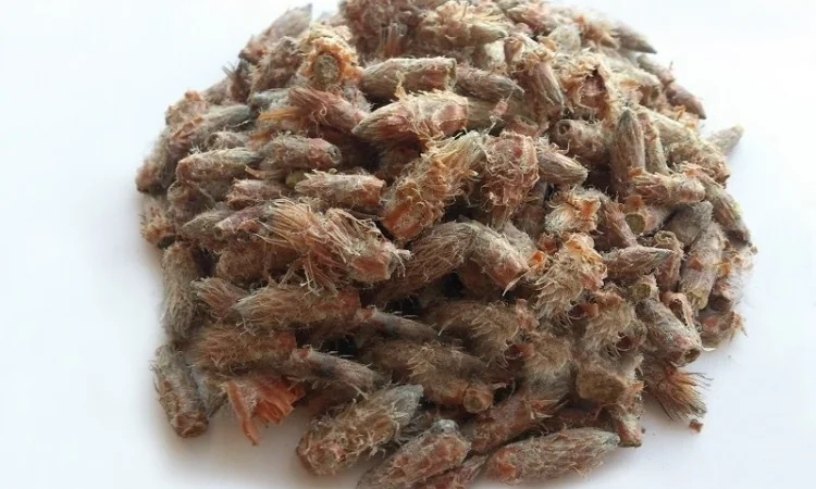 Сосна (почки) 1 кг - фото № 1