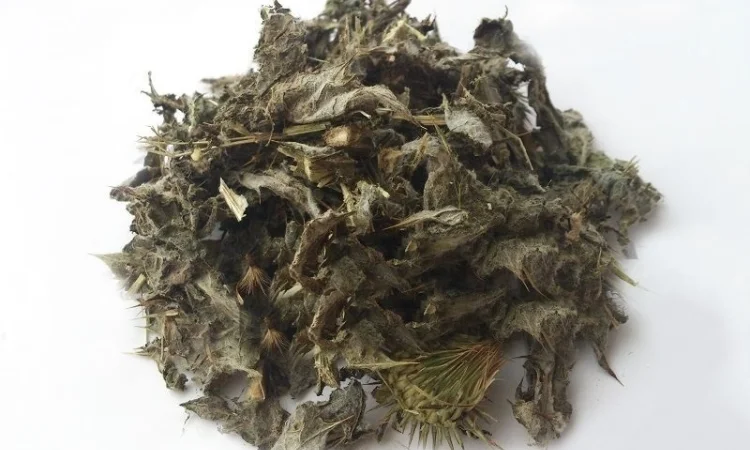 Татарник колючий (трава) 1 кг - фото № 1