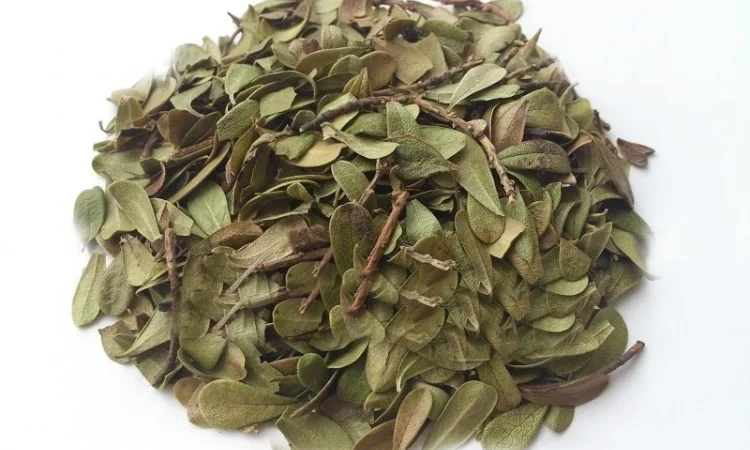 Толокнянка (лист) 1кг - фото № 1