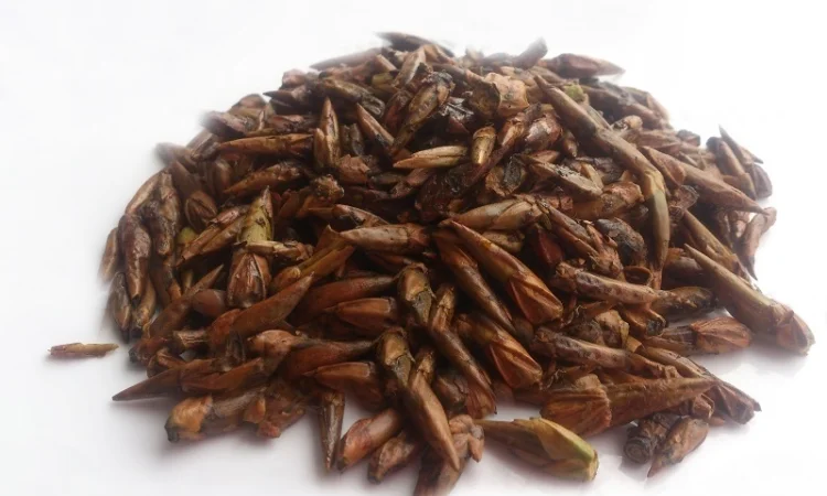 Тополь черный (почки) 1кг - фото № 1