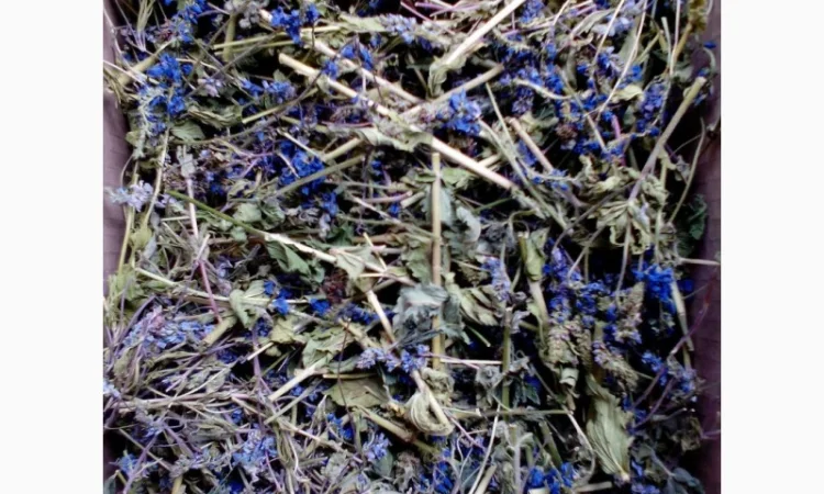 Трава вероники 1 кг - фото № 1