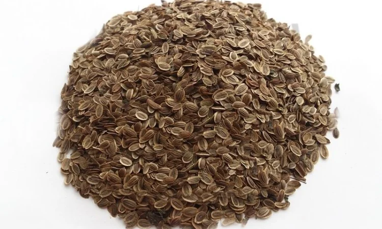 Укроп семена 1кг - фото № 1