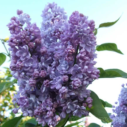 Цветы сирени 1 кг - фото № 1