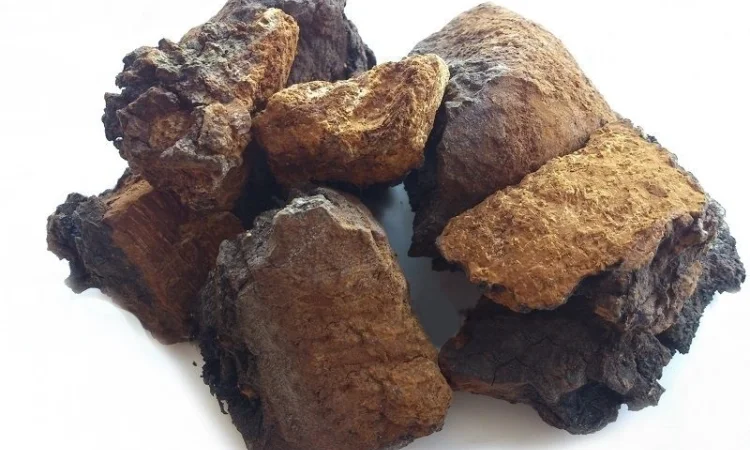 Чага (березовый гриб) 1кг - фото № 1