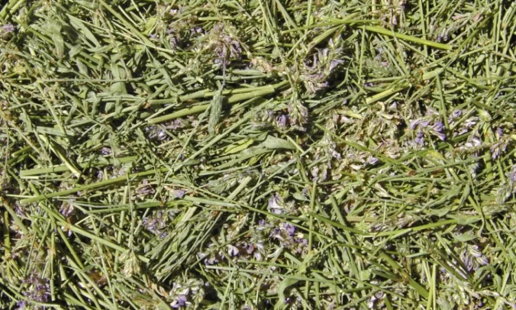 Эспарцет (трава) 1 кг - фото № 1