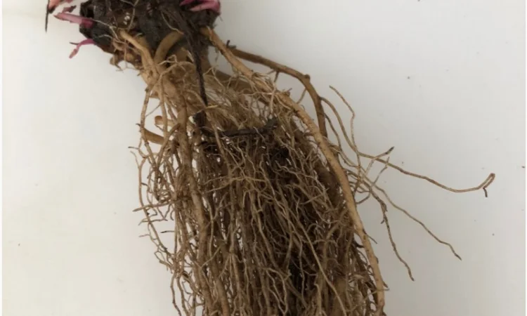 Эхинацея пурпурная корни 1 кг - фото № 1