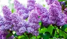 Продам бузок сушений, 180грн. за кг - фото № 1