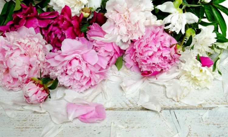 Продам цвіт піона 200 грн. кг - фото № 1