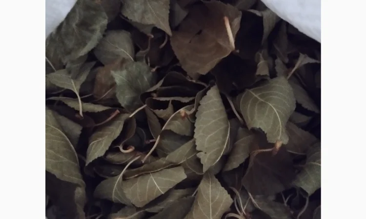 Продам лист вишні - фото № 1