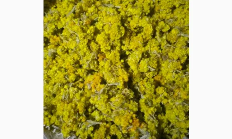 Продается бессмертник (цмин песчаный) - фото № 1