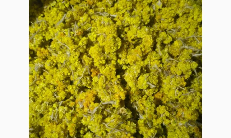 Продается бессмертник (цмин песчаный) - фото № 2