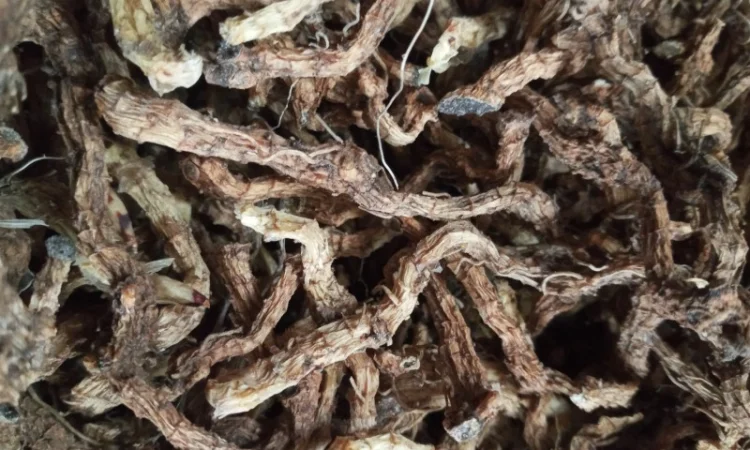 Продам корінь купени - фото № 1