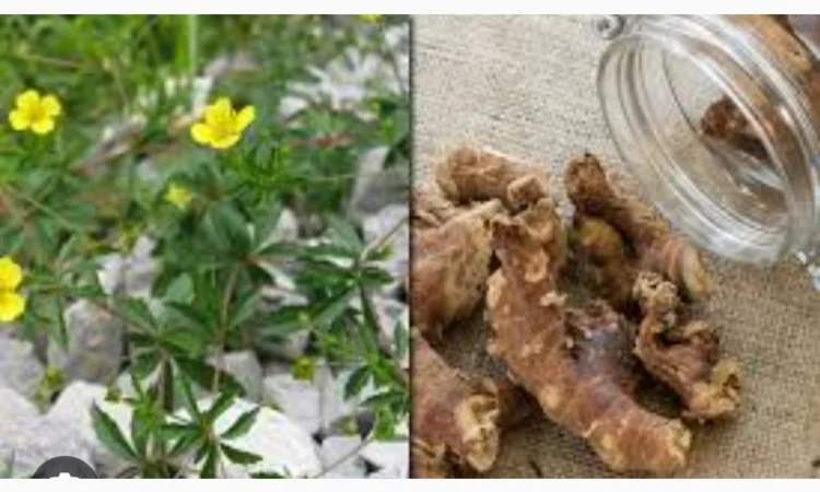 Екстракт калгана - фото № 1