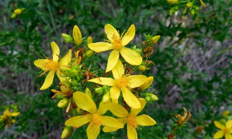 Звіробою трава (Herba hyperici) - фото № 1