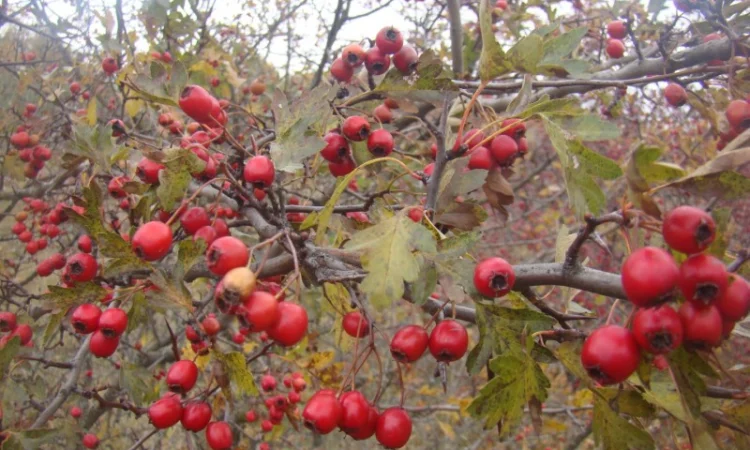 Плоди(ягода) Глоду (Глід-Боярка-CRATAEGI FRUCTUS) - фото № 1