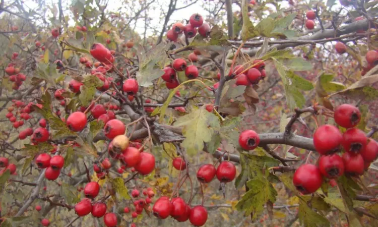 Плоди(ягода) Глоду (Глід-Боярка-CRATAEGI FRUCTUS) - фото № 1