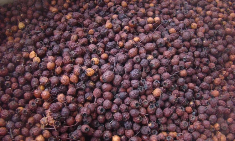 Плоди(ягода) Глоду (Глід-Боярка-CRATAEGI FRUCTUS) - фото № 2