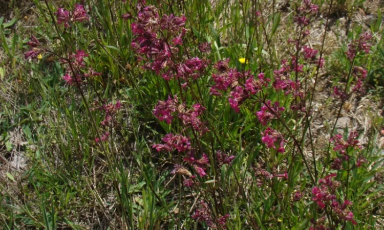 Сон-трава (Viscaria viscosa, Смолка) - фото № 1