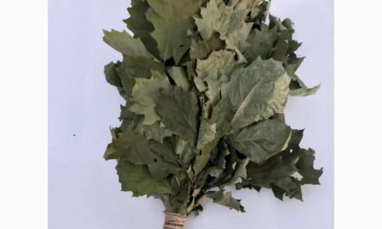 Віники для бані, Дуб Береза Липа Євкаліпт Трави - фото № 3