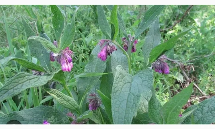 Екстракт живокосту - фото № 1