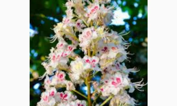 Екстракт цвіту каштана - фото № 1