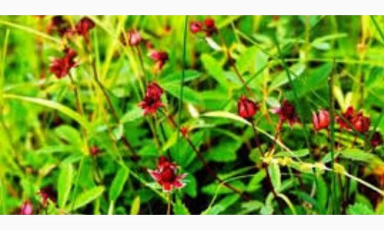 Настойка сабельника - фото № 1