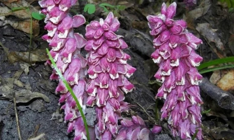 Екстракт петрового хреста - фото № 1