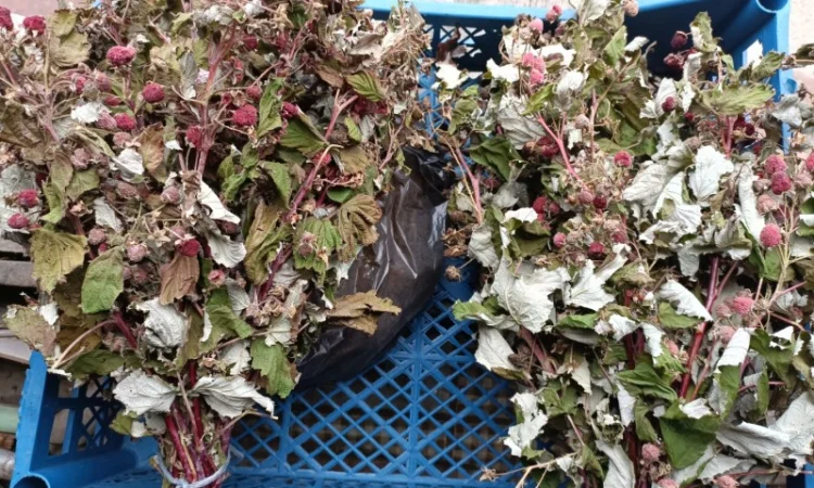 Продам сушане листя малини, букет малини сушаний - фото № 2