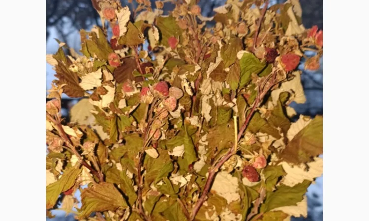 Продам сушане листя малини, букет малини сушаний - фото № 3