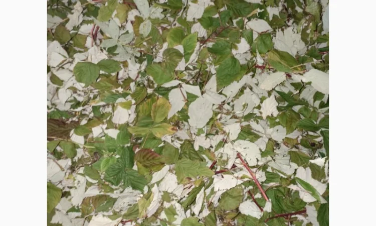 Продам сушане листя малини, букет малини сушаний - фото № 4