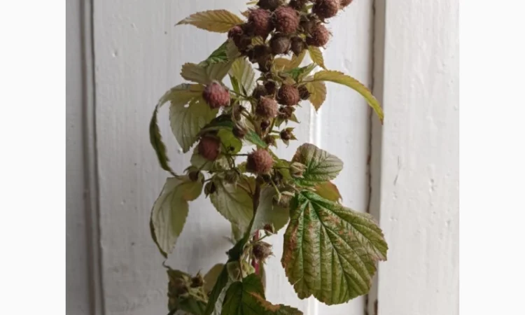 Продам сушане листя малини, букет малини сушаний - фото № 5