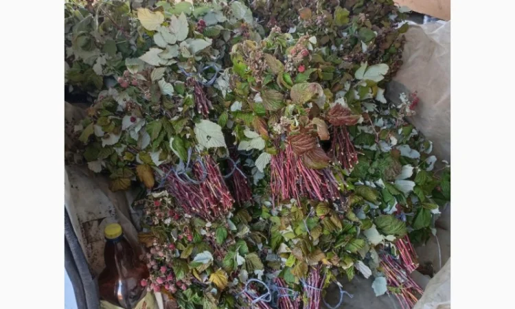 Продам сушане листя малини, букет малини сушаний - фото № 6