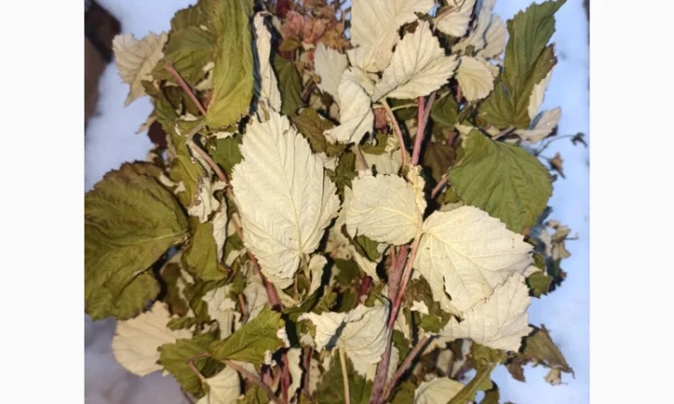 Продам сушане листя малини, букет малини сушаний - фото № 7