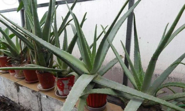 Продам алоє - фото № 1