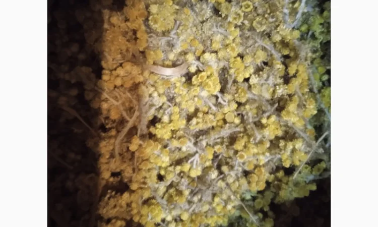 Безсмертник - фото № 1