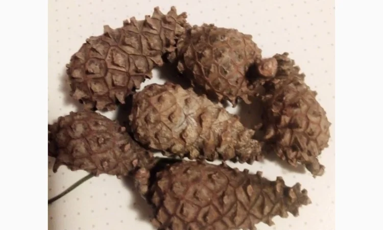 Шишки соснові закриті - фото № 1