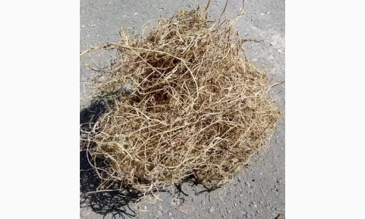 Корінь пирію ( Пырей, пирій ) - фото № 1