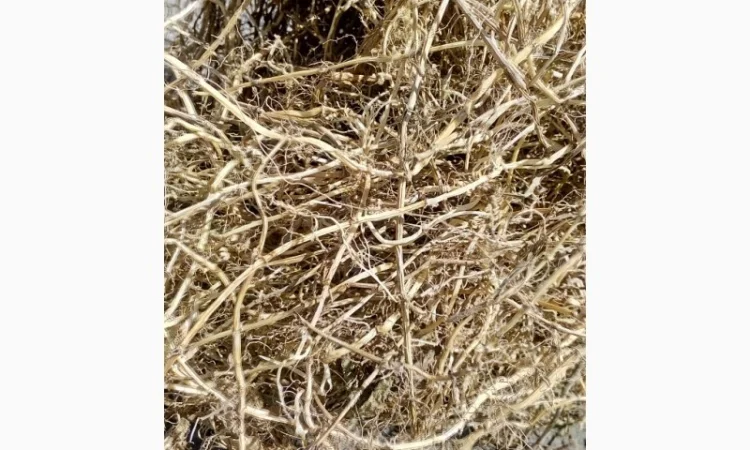 Корінь пирію ( Пырей, пирій ) - фото № 2