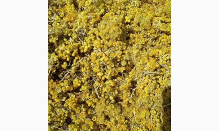 Цмин міщаний Безсмертник Helichrysum arenarium - фото № 1