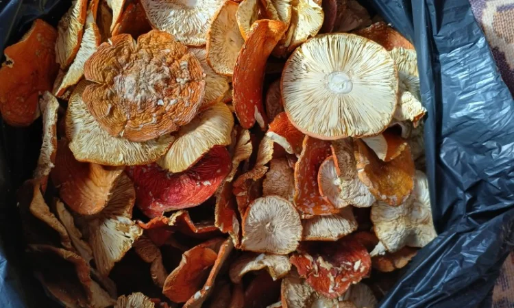 Продам мухомор - фото № 1