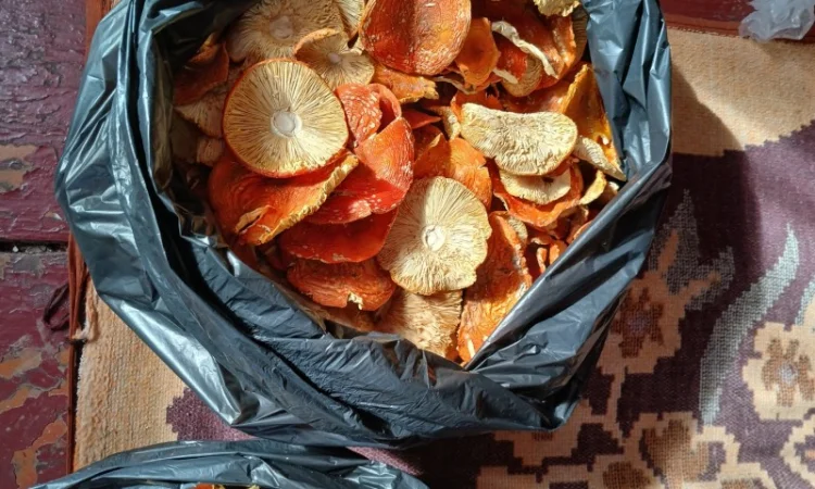 Продам мухомор - фото № 2