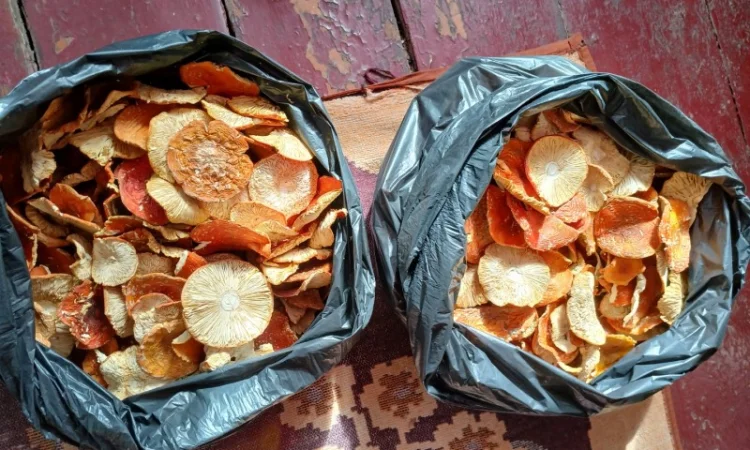 Продам мухомор - фото № 3