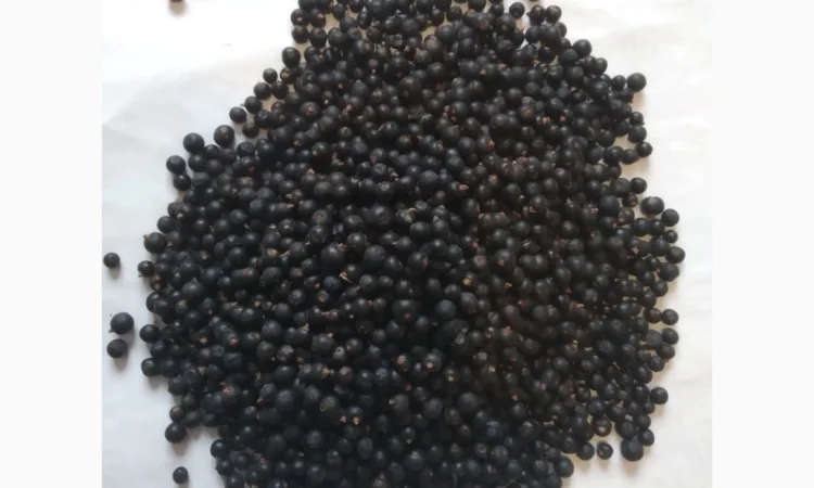 Продам плоди можжевельника (ялівця) - фото № 1