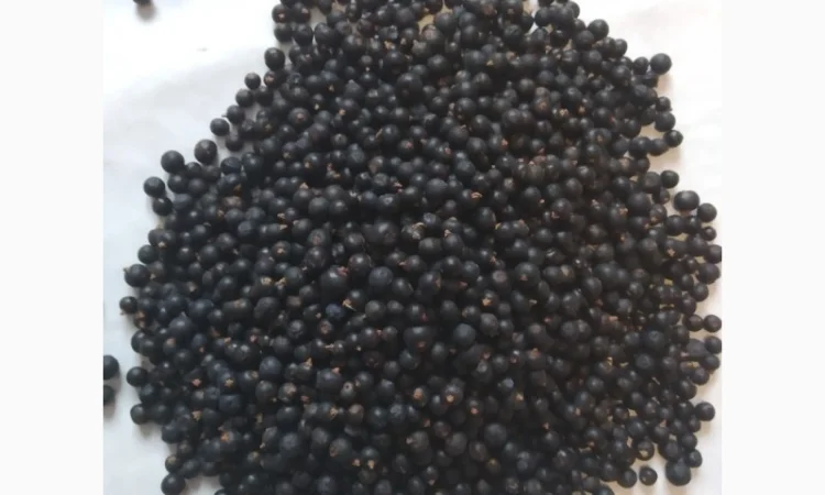 Продам плоди можжевельника (ялівця) - фото № 2