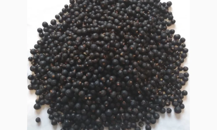 Продам плоди можжевельника (ялівця) - фото № 3