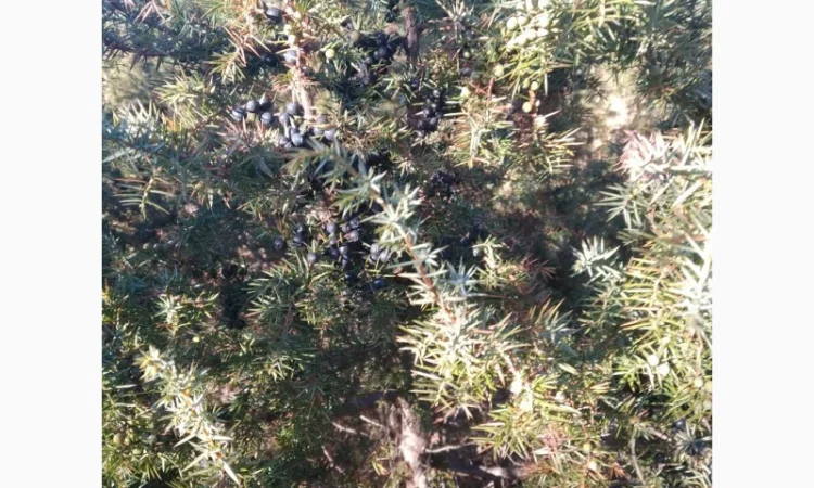 Продам плоди можжевельника (ялівця) - фото № 4