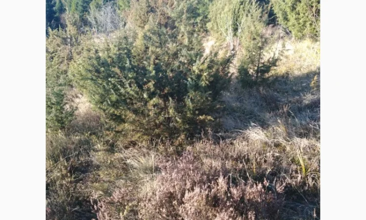 Продам плоди можжевельника (ялівця) - фото № 5