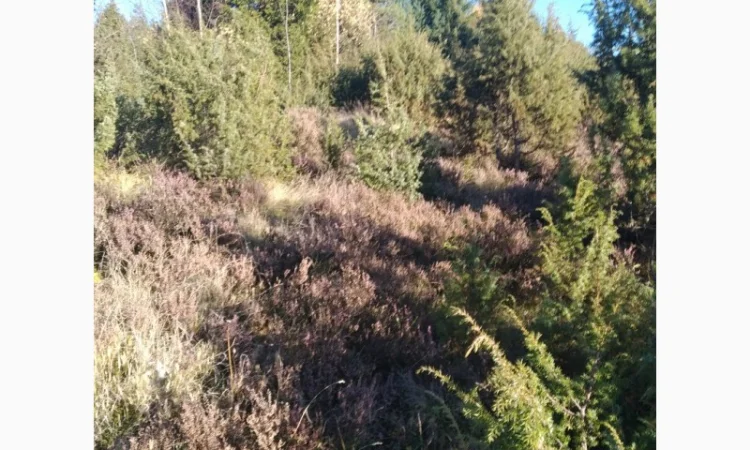 Продам плоди можжевельника (ялівця) - фото № 6